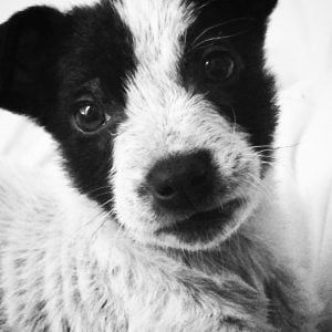 close up of Fox Terrior puppy face