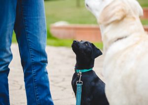 a beautiful black labrador puppy being trained
