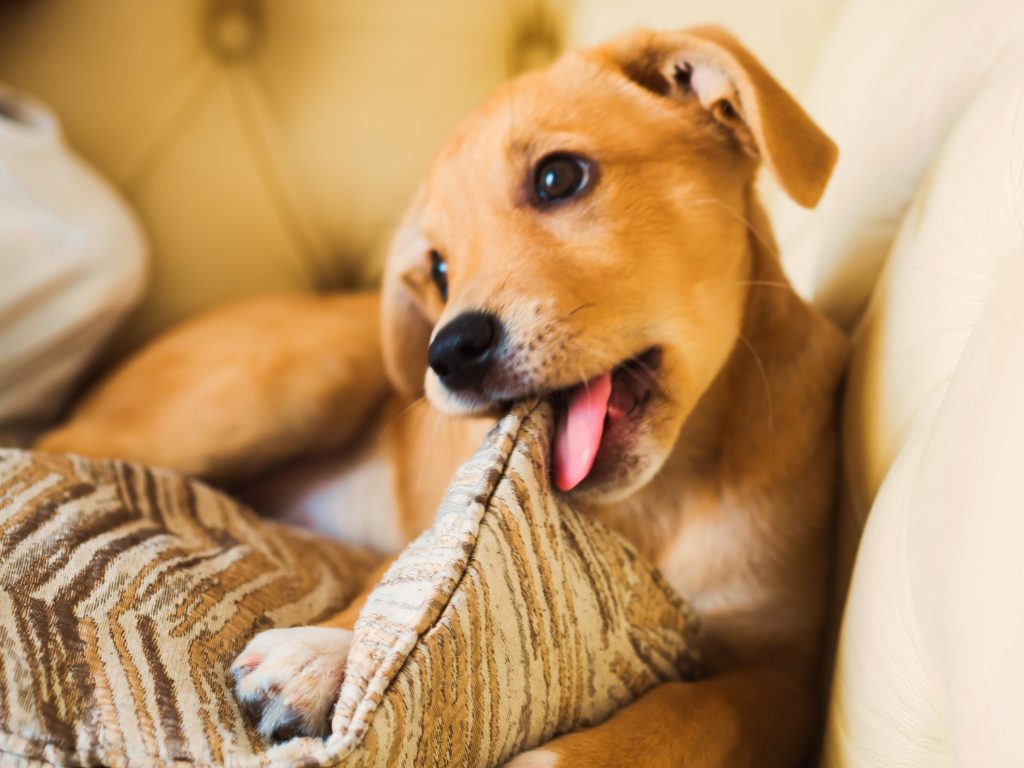 A puppy chewing on a cushion