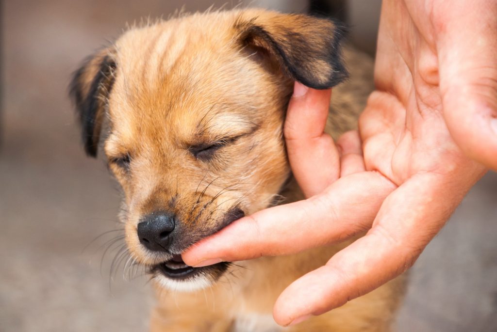 A puppy biting a person's finger