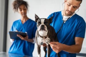 A vet examining a dog