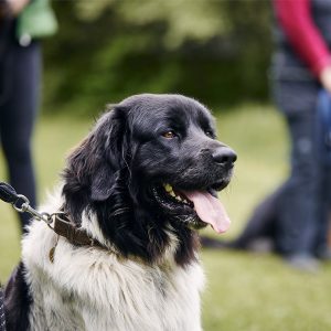 Czech mountain dog sitting during training. Pet owner learning obedience in meadow.